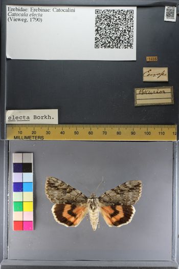 Media type: image;   Entomology 747035